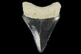 Serrated, Fossil Megalodon Tooth - Florida #114089-1
